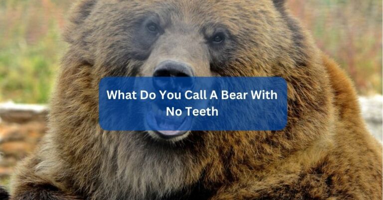 What Do You Call A Bear With No Teeth – Unveiling The World Of Bears!
