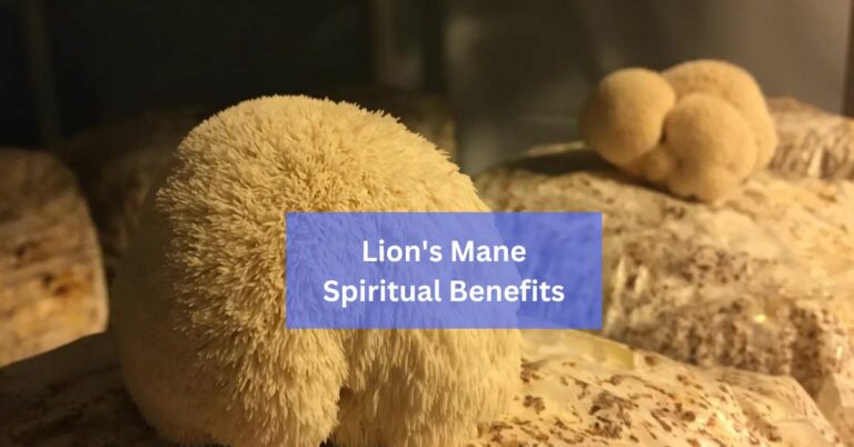 Lion’s Mane Spiritual Benefits – A Thoughtful Guide In 2024!